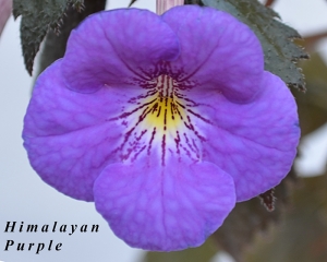 Himalayan Purple